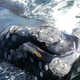 A North Atlantic right whale. Image: Moira Brown/New England Aquarium